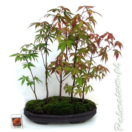 Rectangular bonsai pot