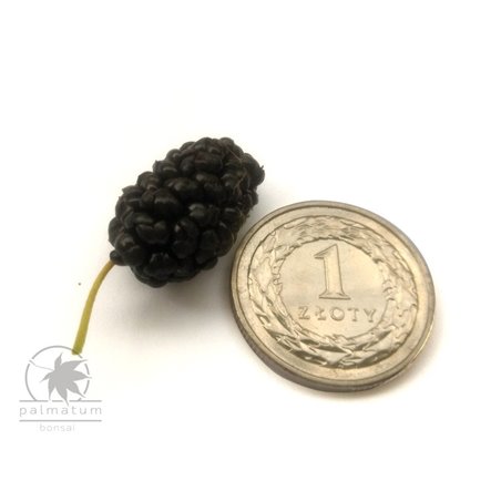 black mulberry fruit