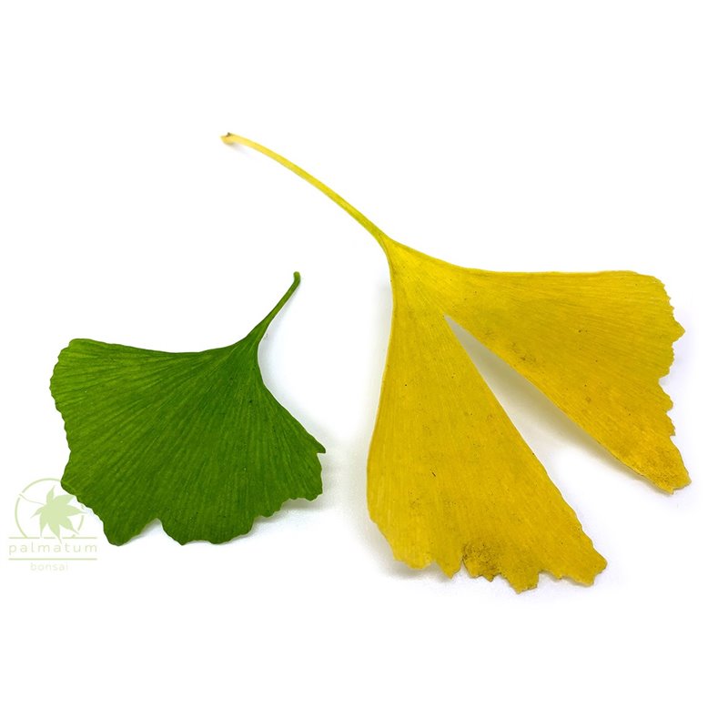 ginkgo biloba leaves size