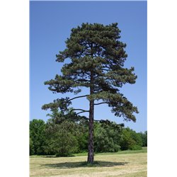 european black pine