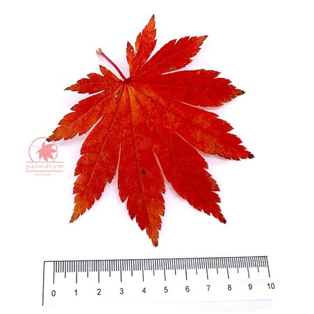 Shirasawa's maple leaf