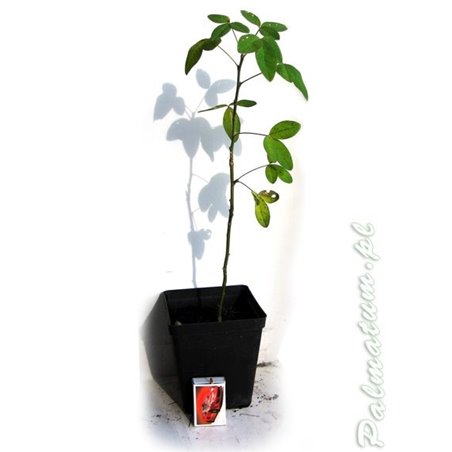 Golden chain (laburnum anagyroides) seedling