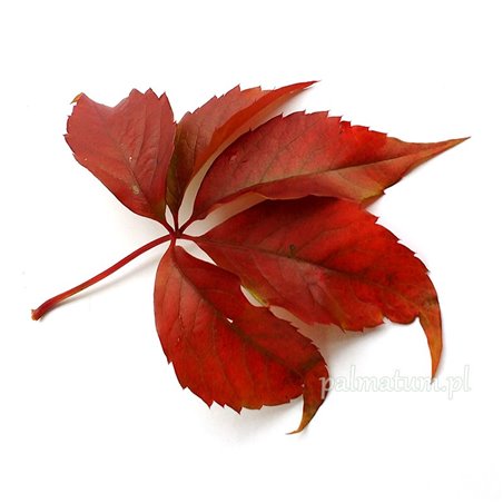 Jesienny liść winobluszczu pięciolistkowego