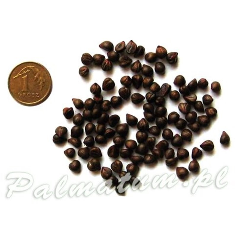 Virginia creeper, Victoria creeper (parthenocissus quinquefolia) seeds