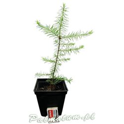 Douglas fir - seed germination