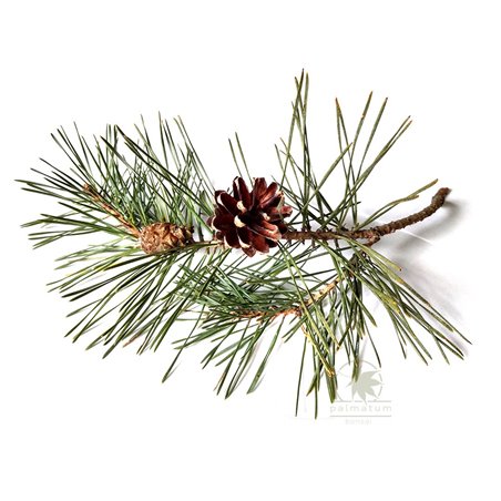 Scots pine twig