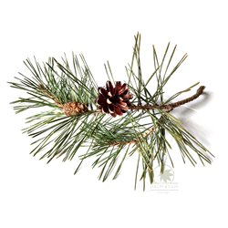 Scots pine twig