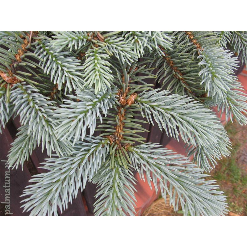 Blue spruce (picea pungens)