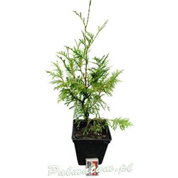 Thuja zachodnia (nasiona)