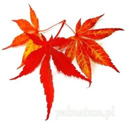 Japanese maple Atropurpureum - leaves