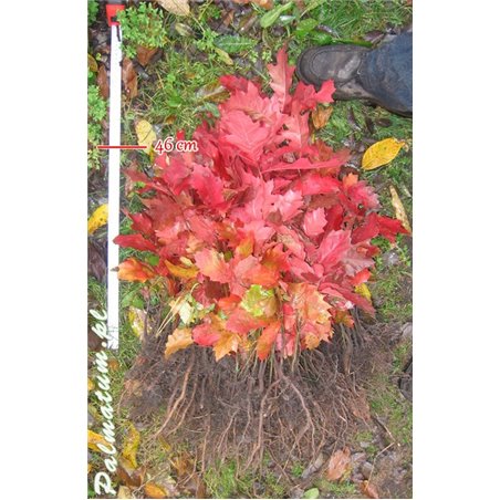 Northern Red Oak - leaves