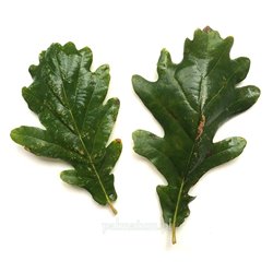 Common oak leaves