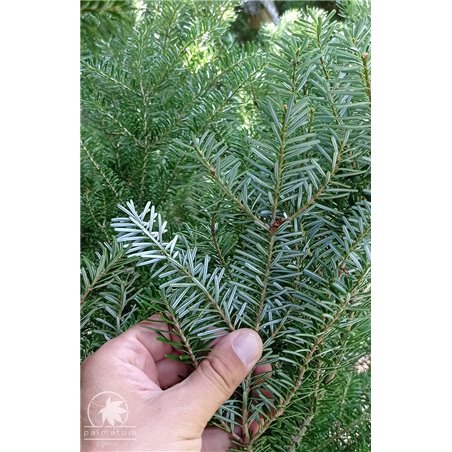 Korean fir branch