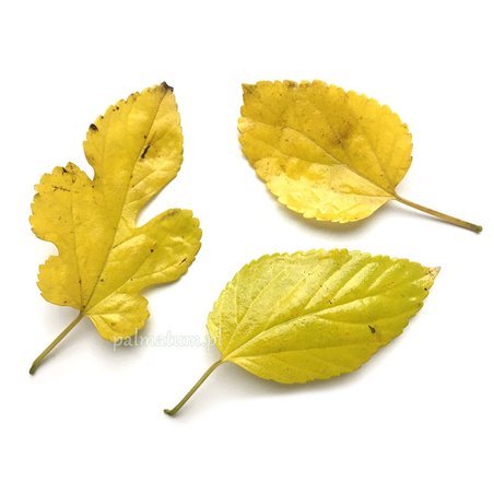 Autumn mulberry leaves