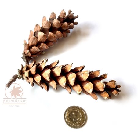 Eastern white pine seedling cones