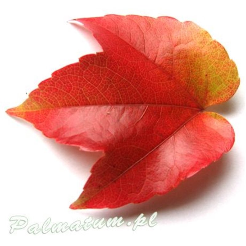 winobluszcz trójklapowy - liście wybarwione jesienią