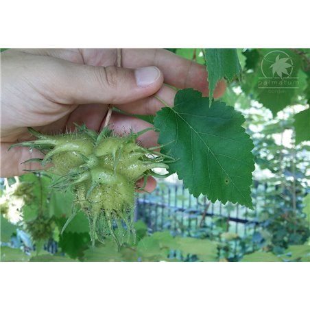 Turkish hazel nuts