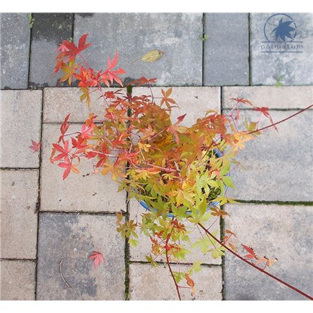 Japanese maple Katsura bonsai - photo October 2020