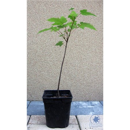 Red maple - our seedling