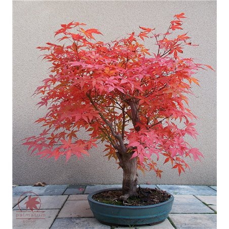 Japanese maple bonsai