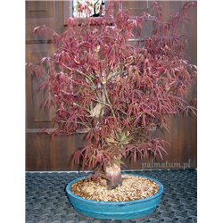 Japanese maple bonsai