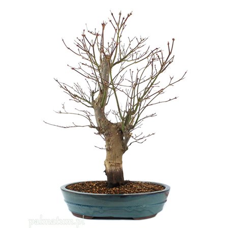 Japanese maple bonsai