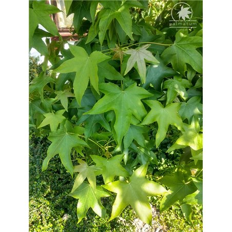 Ambrowiec balsamiczny - liście