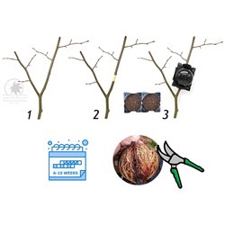 Air layering plant rooting ball 12cm transparent