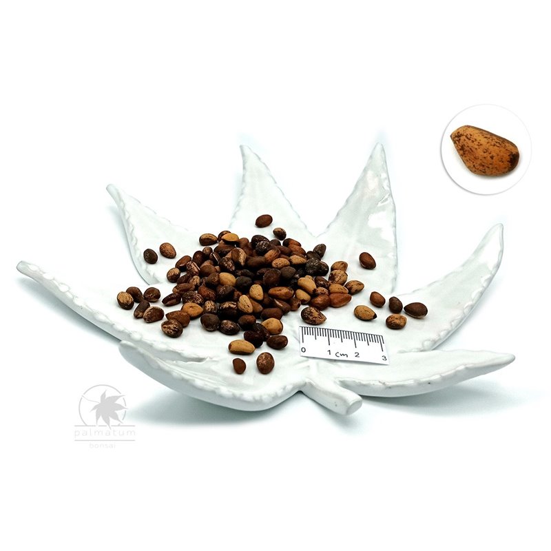 Five-needle pine (seeds)