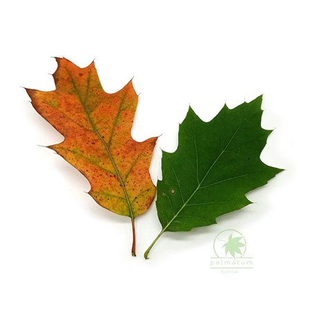 Northern Red Oak autumn leaves