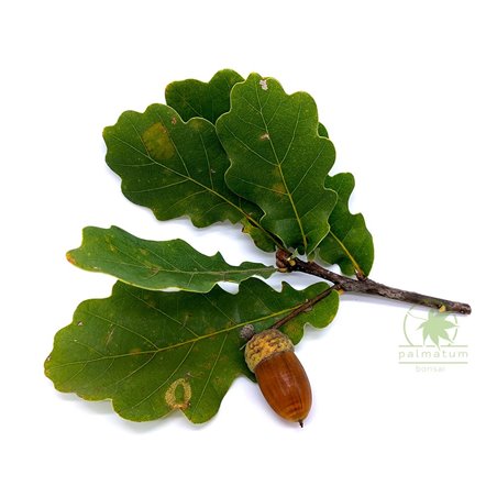 Common oak branch