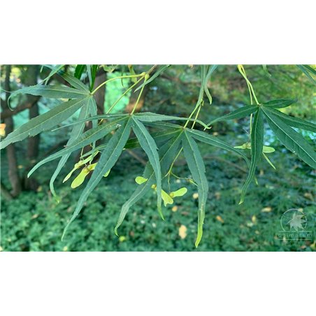 klon palmowy Linearilobium - nasiona