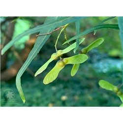 Japanese maple Linearilobium - seeds