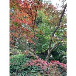 Japanese maple Hessei - tree