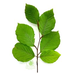 European beech - leaves