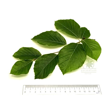 European beech - leaves, size