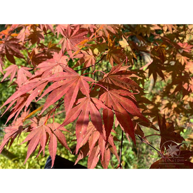 Japanese maple Rubrum - leaves
