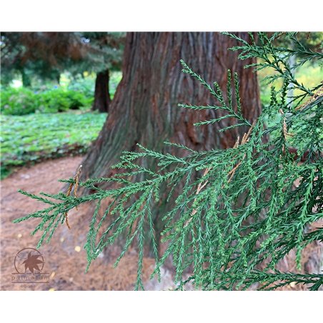 Giant sequoia - branch