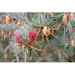 Douglas fir (seeds)