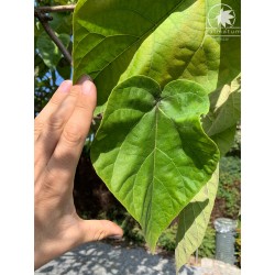 paulownia omszona - liście