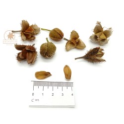 European beech (seeds)