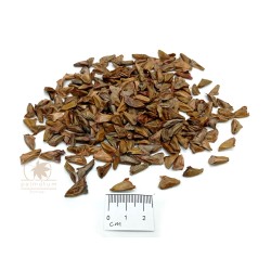Nordmann fir (seeds)