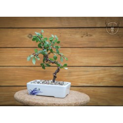 Donica bonsai 10cm szkliwiona prostokątna biała