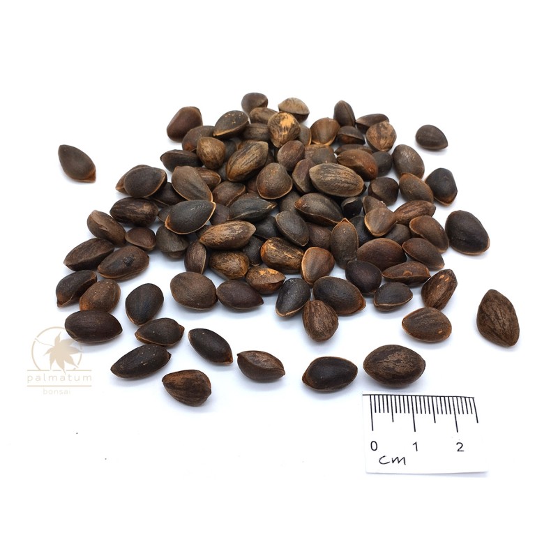 Armand pine (seeds)