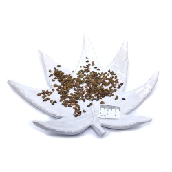 Smoketree (seeds)