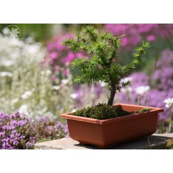 Plastic bonsai pot, 5 pieces bundle