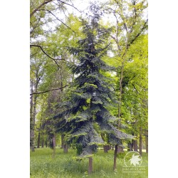 European silver fir (seeds)