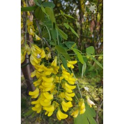 Golden chain (laburnum anagyroides) seedling