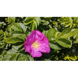 Rosa rugosa (seeds)