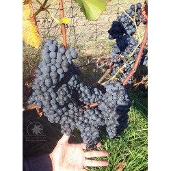 Common grape vine (seeds)